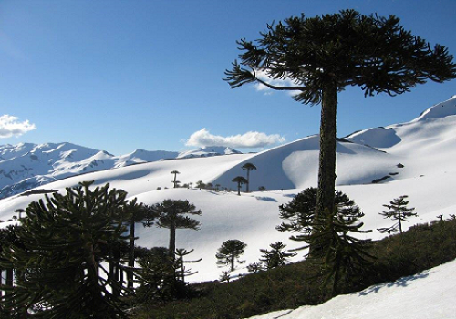 Trees Sur de Chile